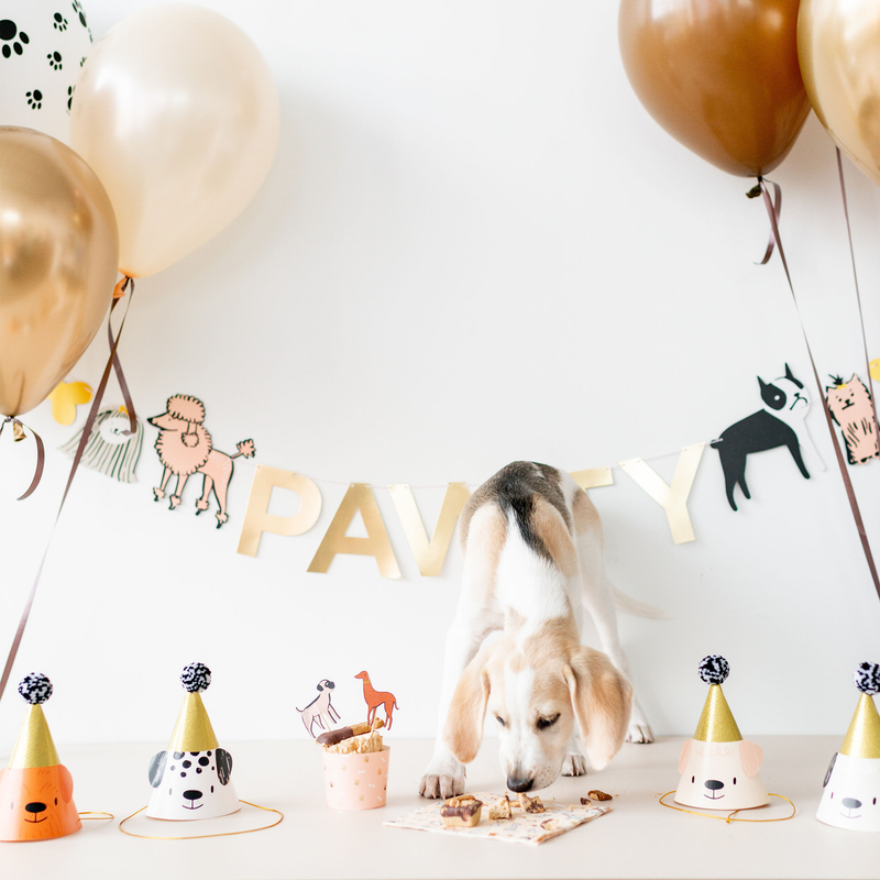 Dog birthday party setup with Bow Wow hats, banner, and balloons