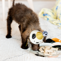 Puppy wearing Bow Wow party hat while eating birthday treats