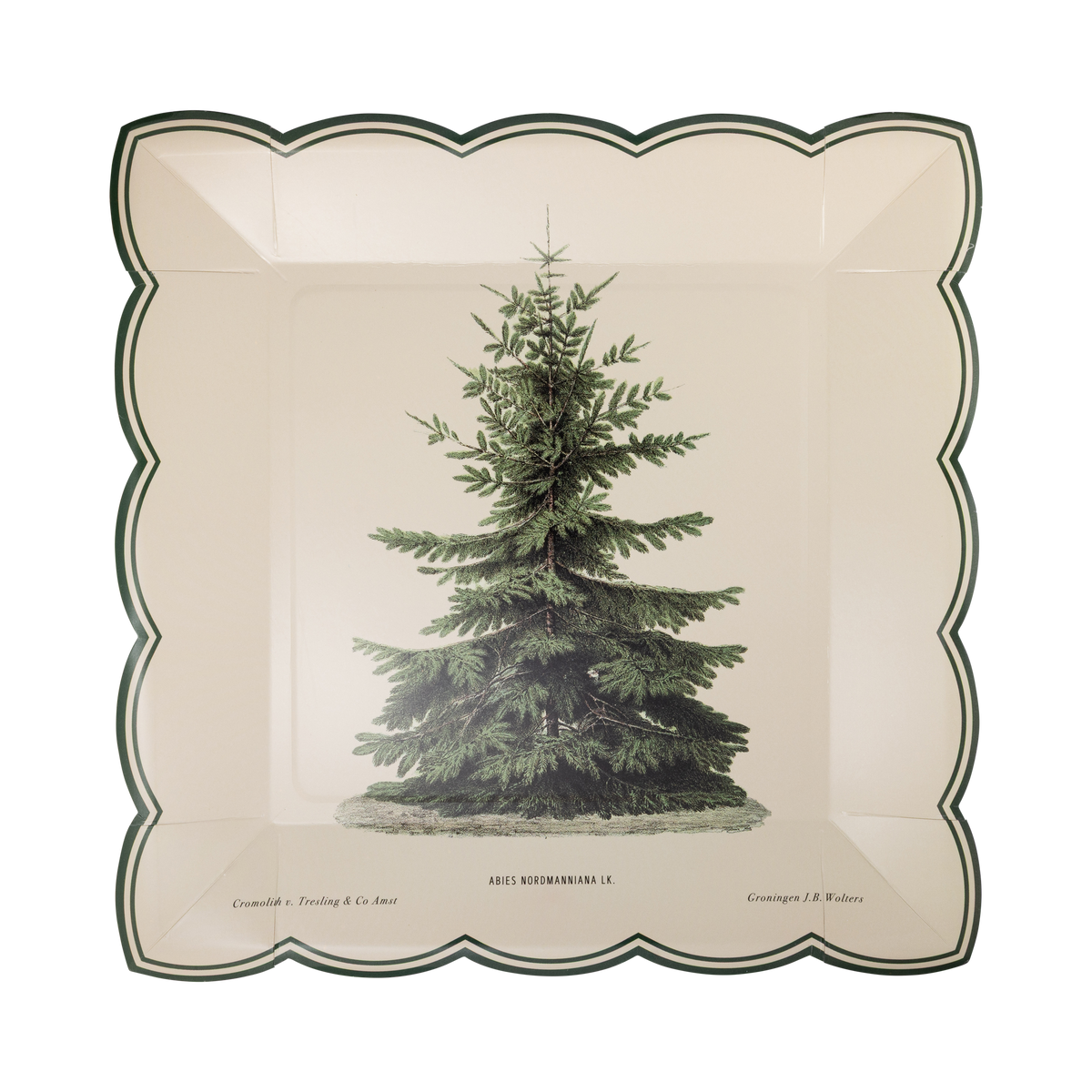 Cream square paper plate with a vintage green Christmas tree and a green scalloped edge.